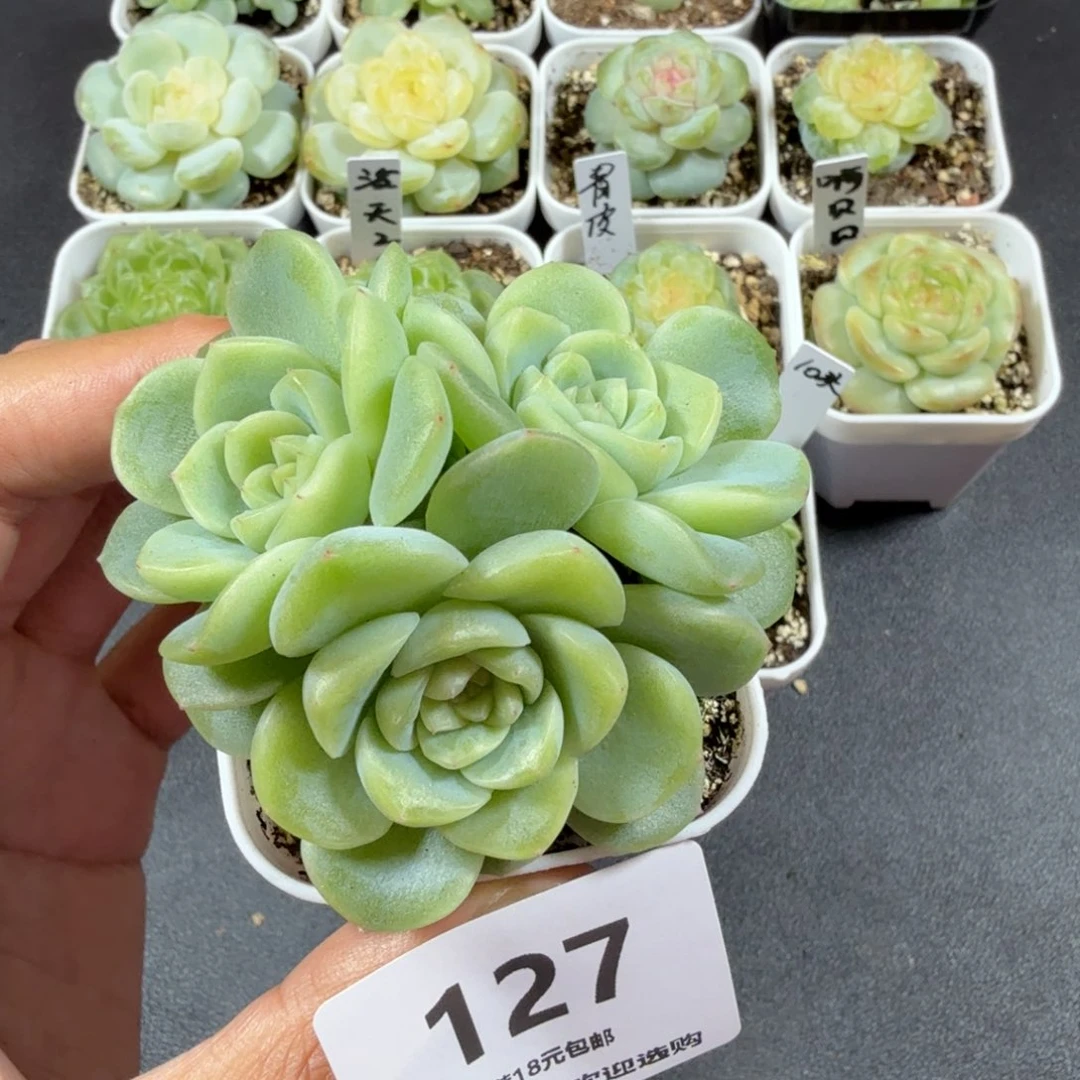 三头谪仙一物一拍127