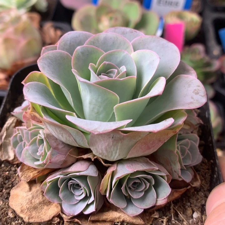 一物一拍星辰紫芙108