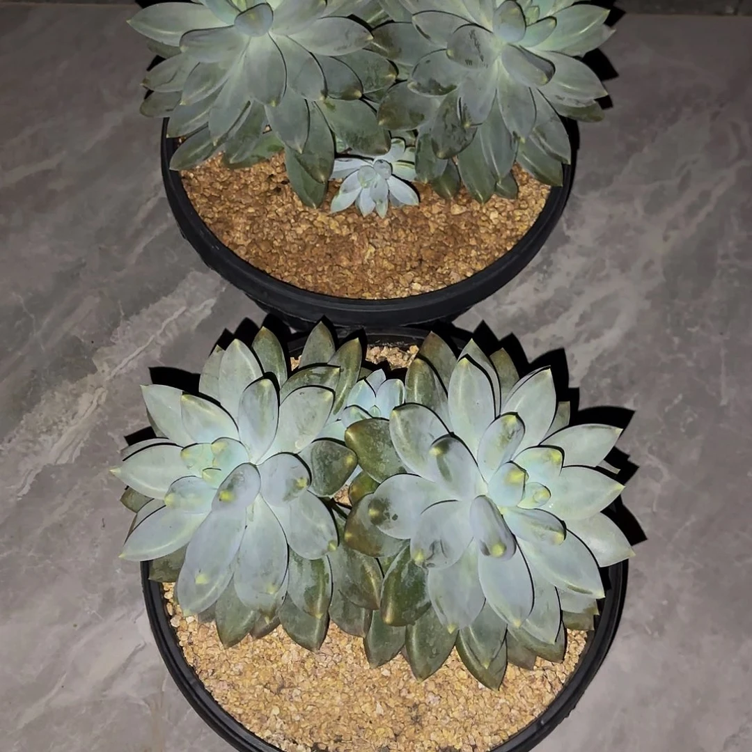 小小弟精品多肉哥特