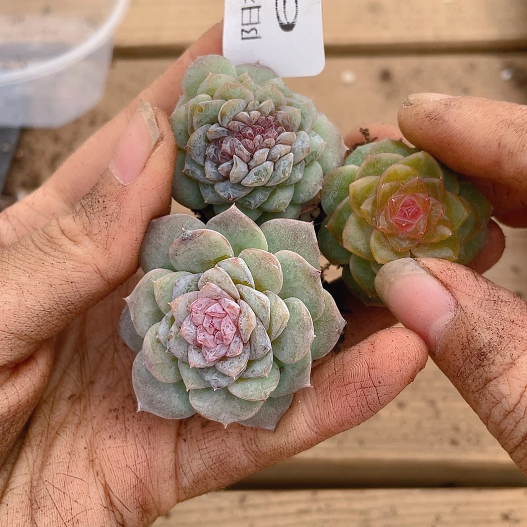 多肉植物多肉植物675