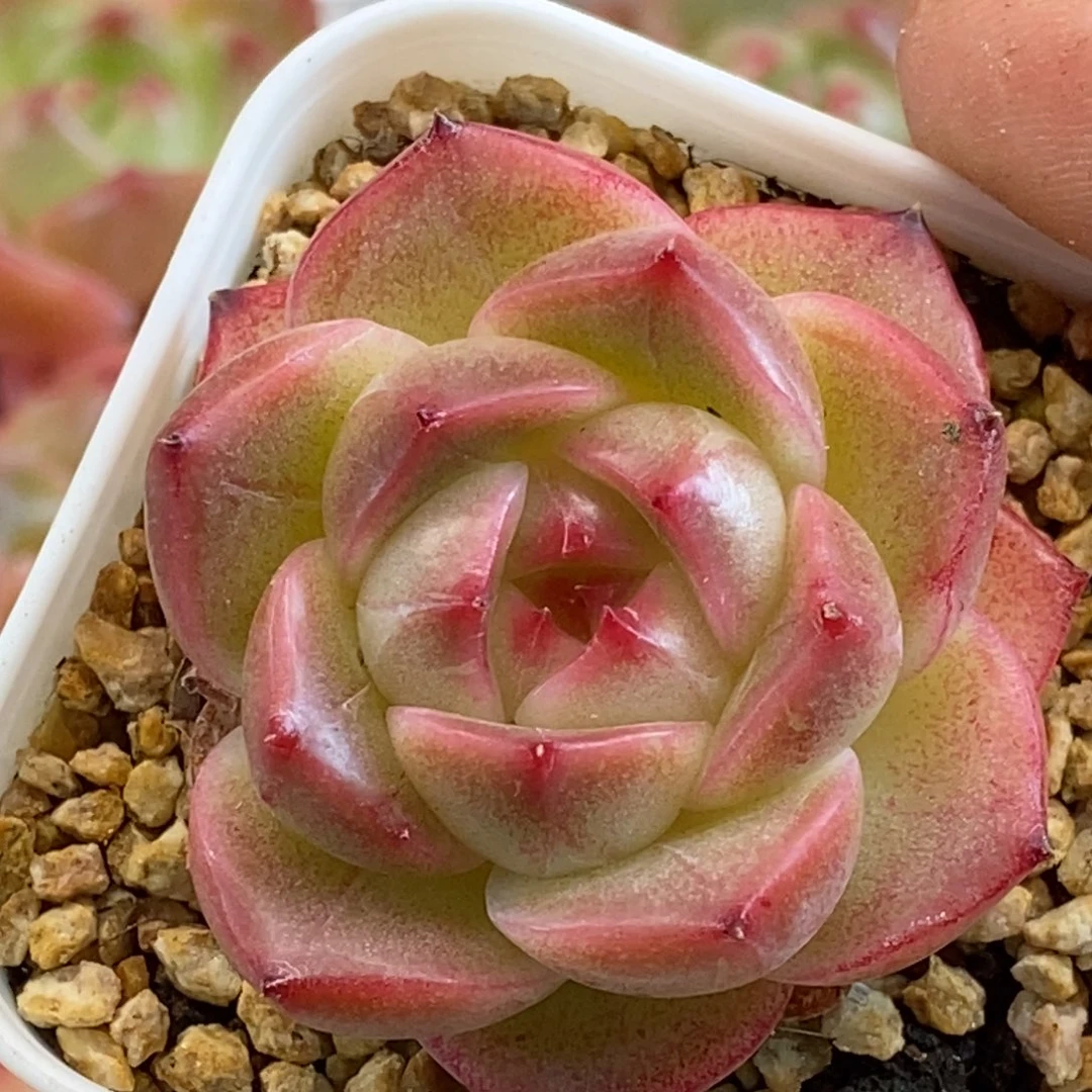 天官赐福百无禁忌