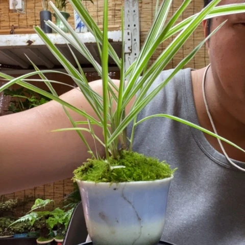 红陶一物一拍所见即所得27