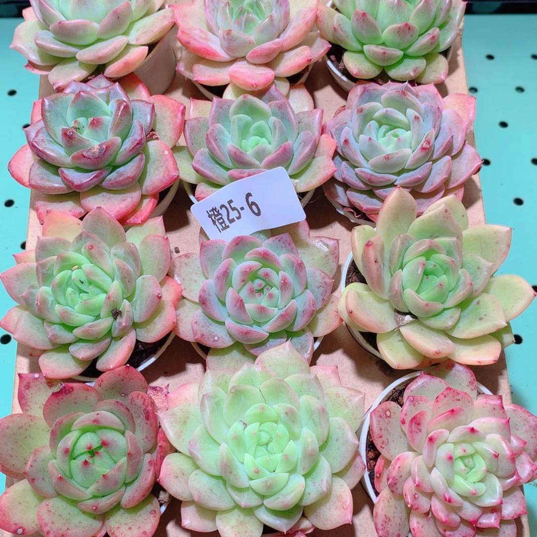 25-6一物一拍多肉带盆18颗