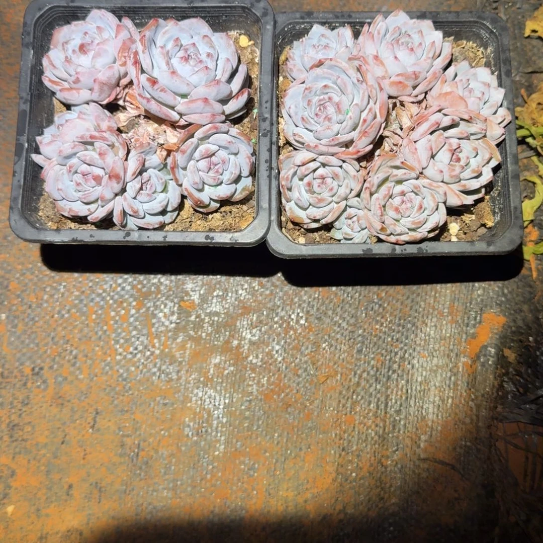 2个星星橙群生多肉植物