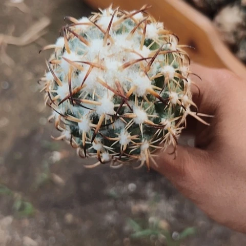 056钢钉仙人球的特点