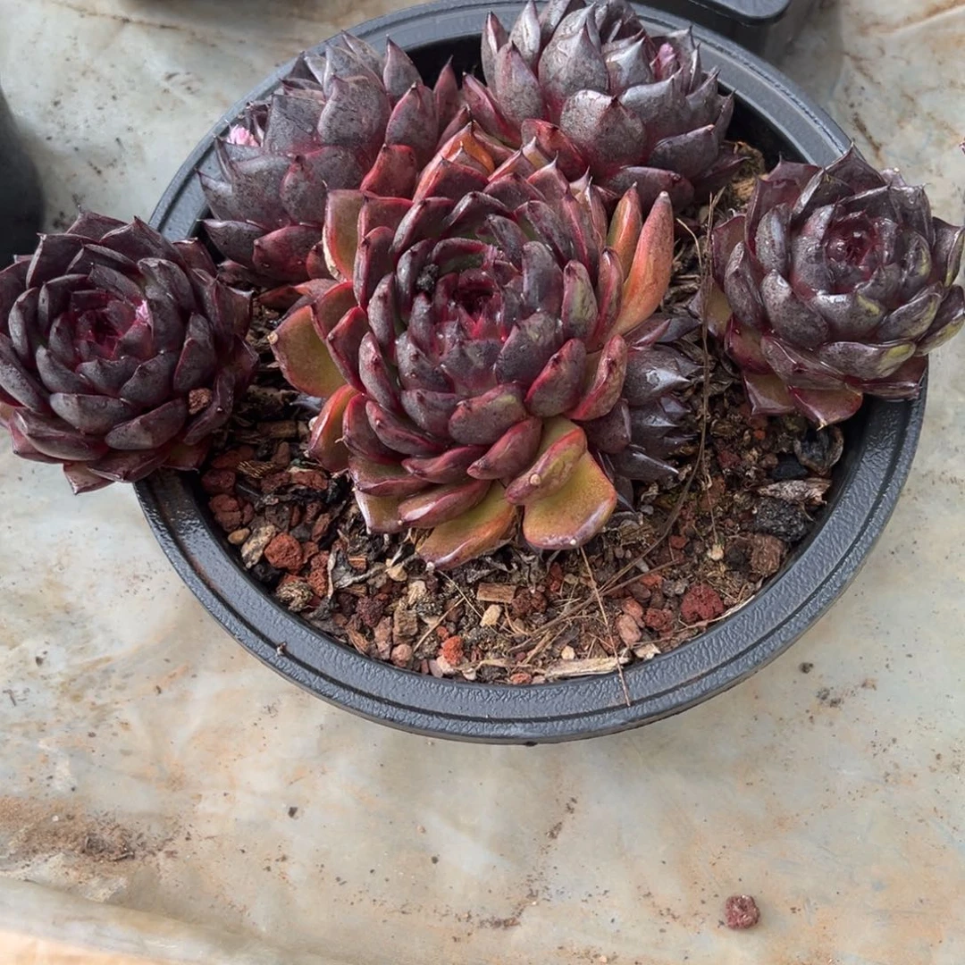 白***莲精品多肉植物老桩