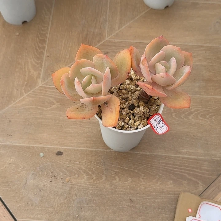 王***呆白凤多肉植物一颗