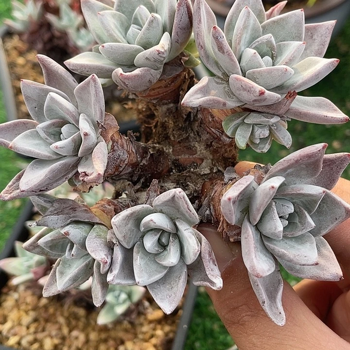 福利大花朵粗桩福利