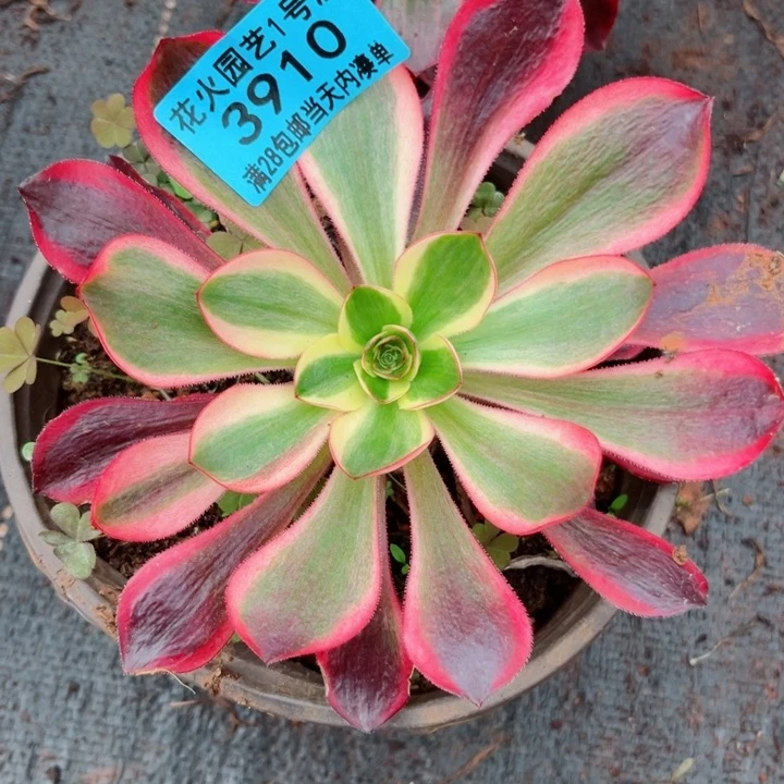 红魔女3910多肉植物