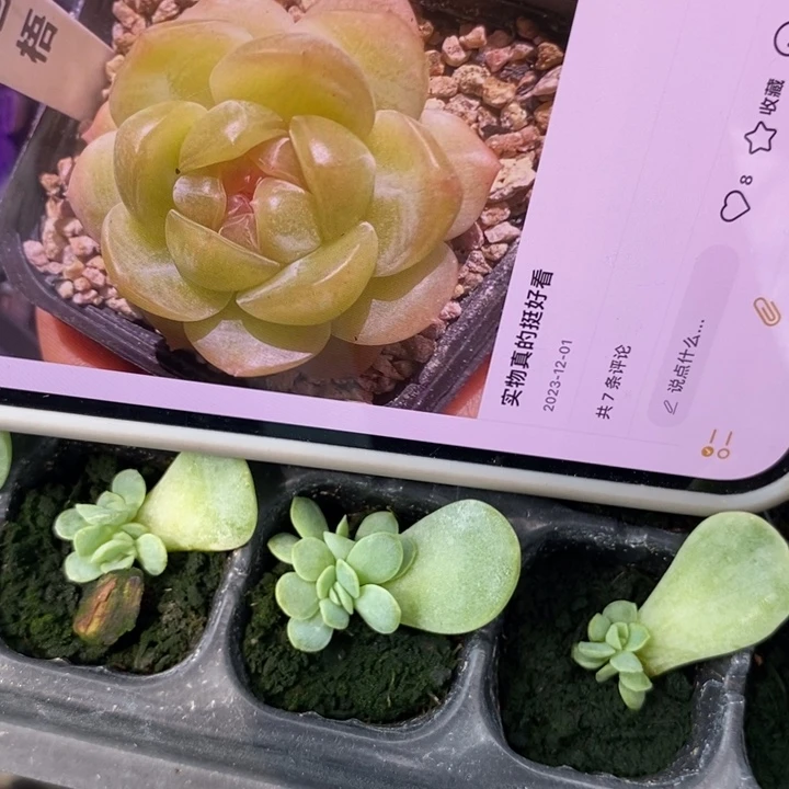 苍梧叶插苗一个量