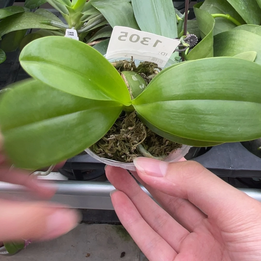 完全开放波古拉-1305