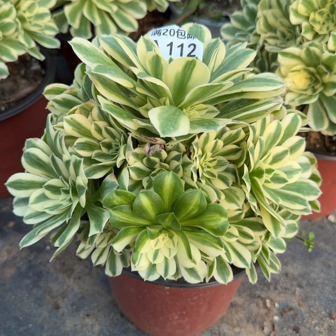 112迈巴赫群生老桩