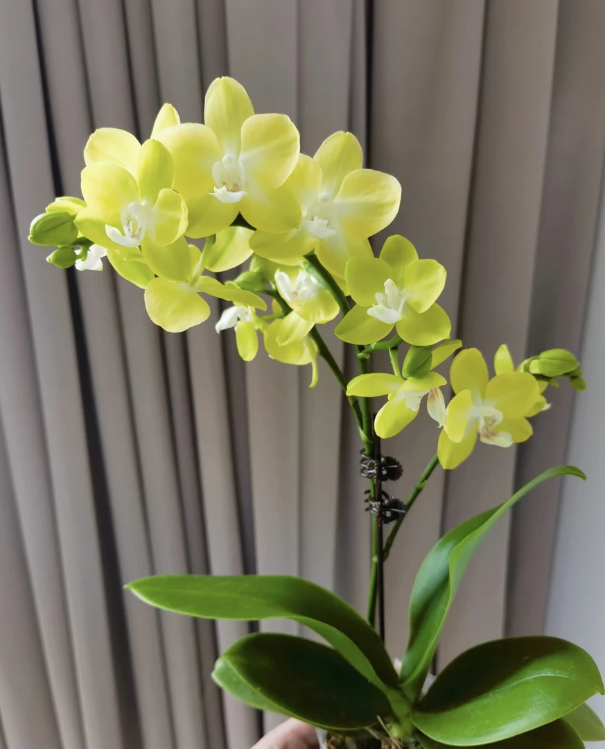 2-3个剑【柠星】2.8寸杯带剑刚出剑发货，蜡质花花期长，叶片微瑕处理