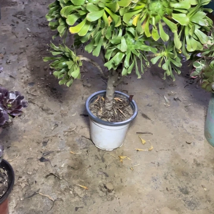 41原始绿法师多肉植物多肉