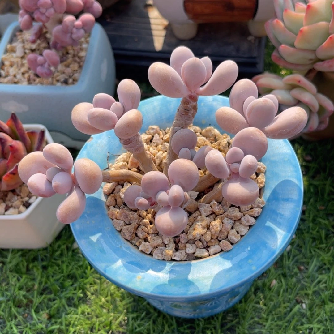 多肉植物一物一拍