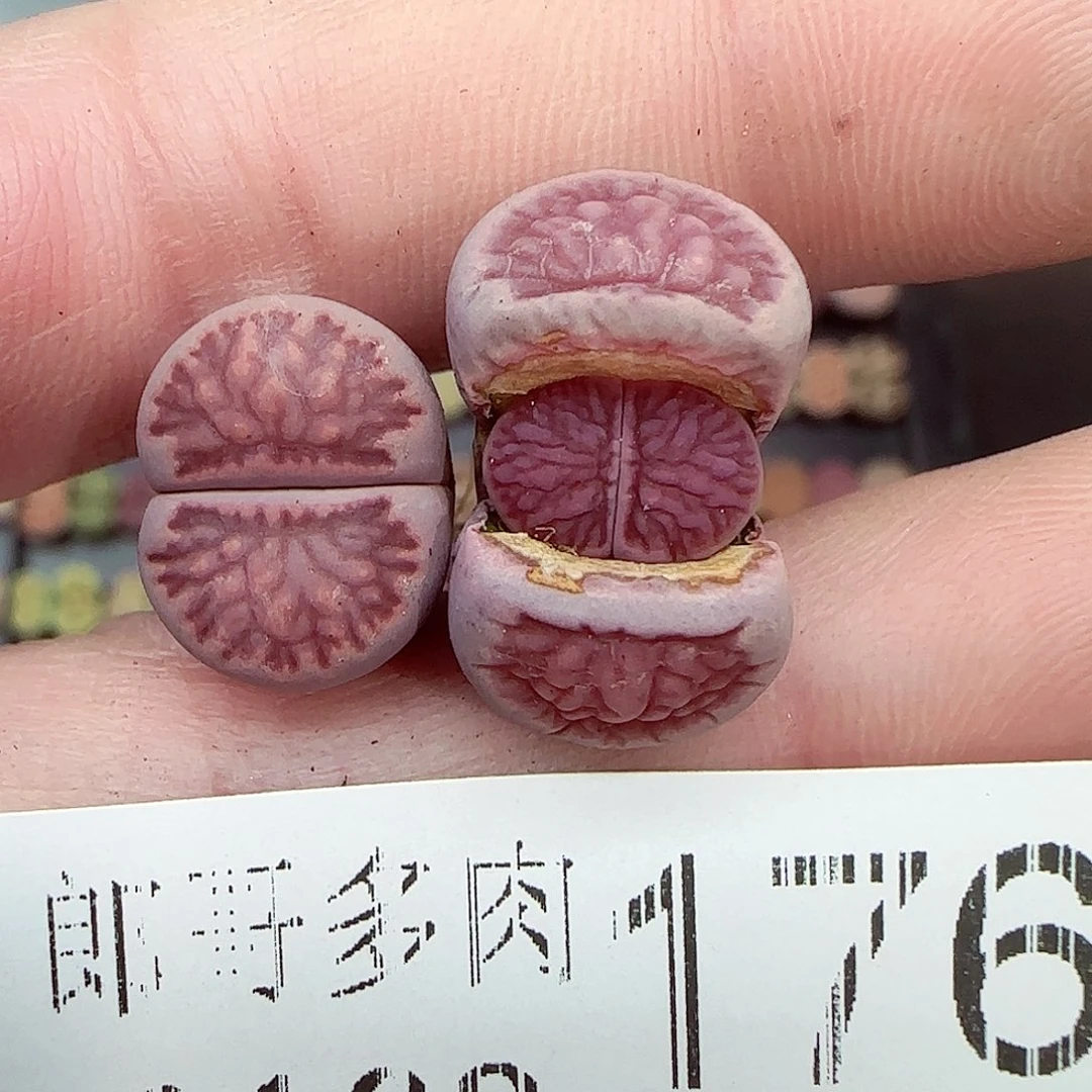 满满18包邮0103-176