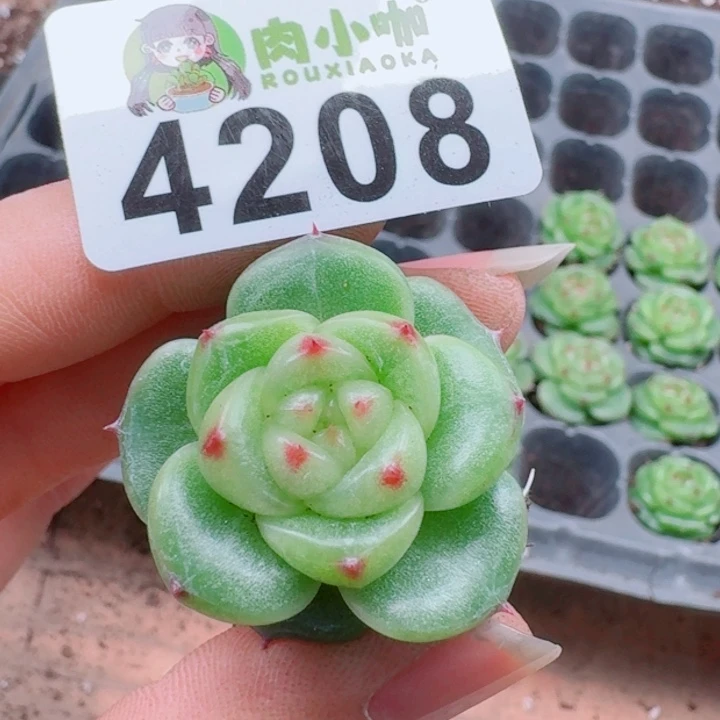 多肉植物多肉植物