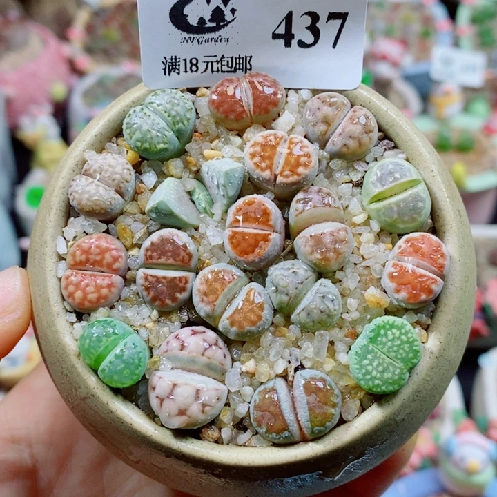 生石花花花花花花花437