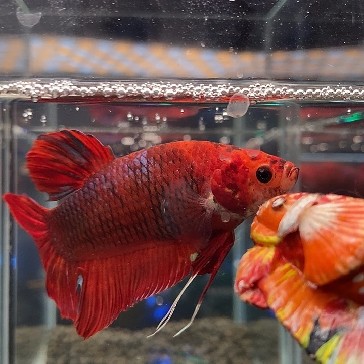 斗鱼黑247号巨斗将军