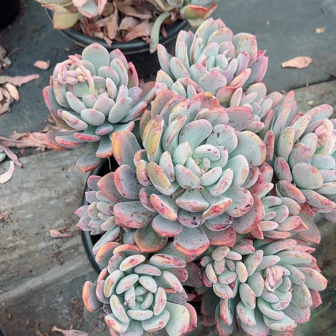 大盆老桩六头起灰姑娘