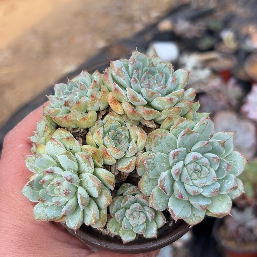 多肉植物多肉植物