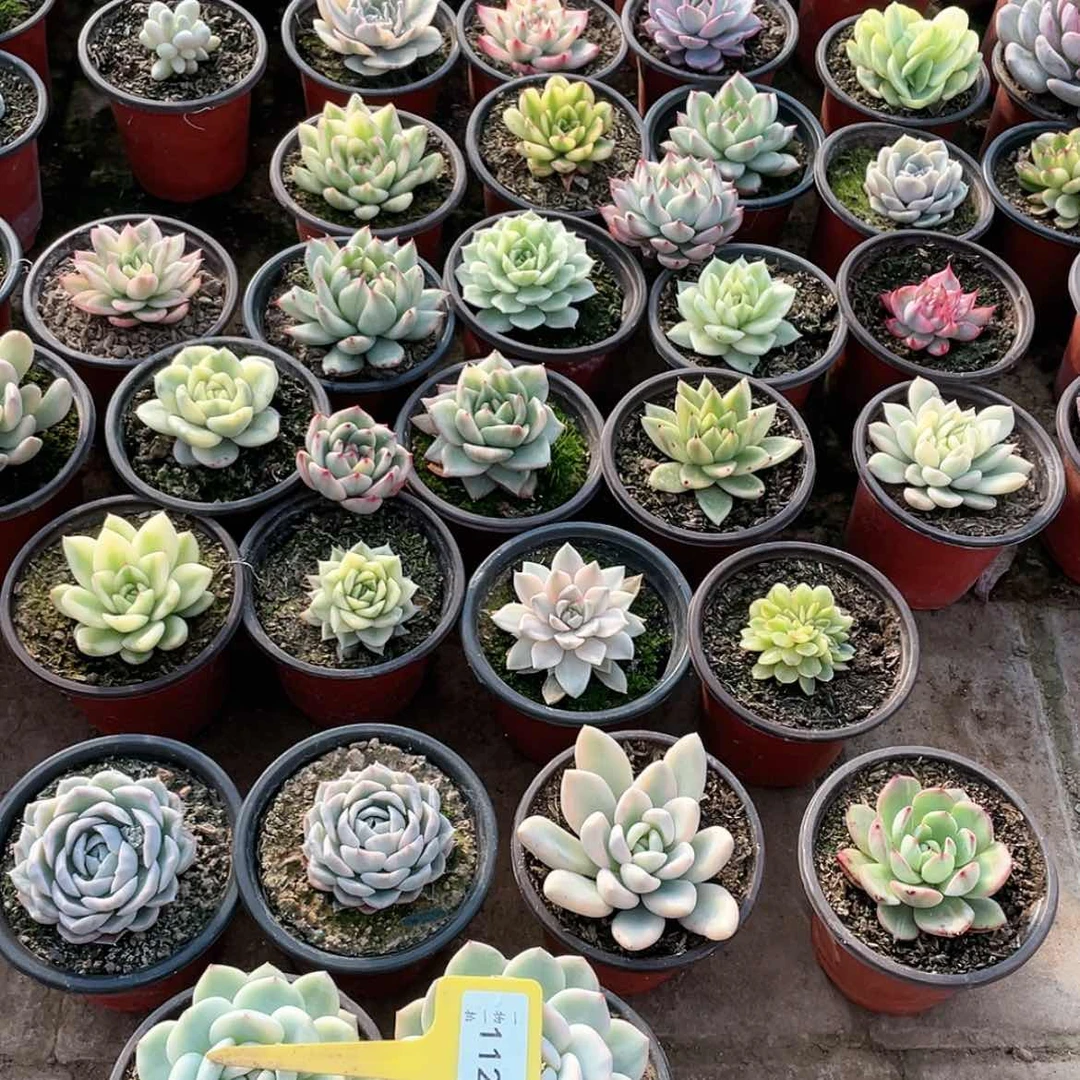 【闪购商品】宁*宁1120两颗一组