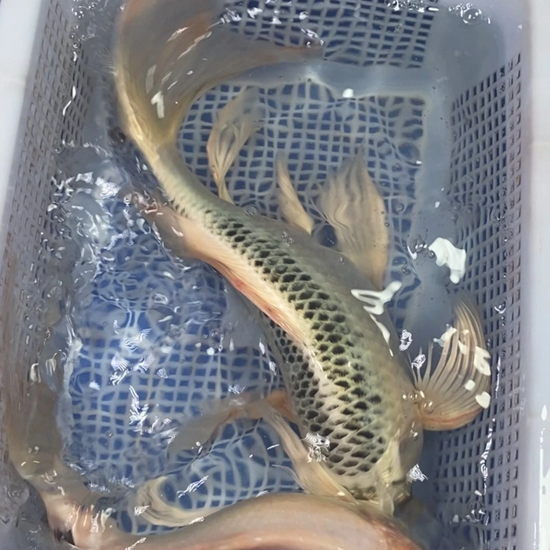 锦鲤冷水锦鲤包邮