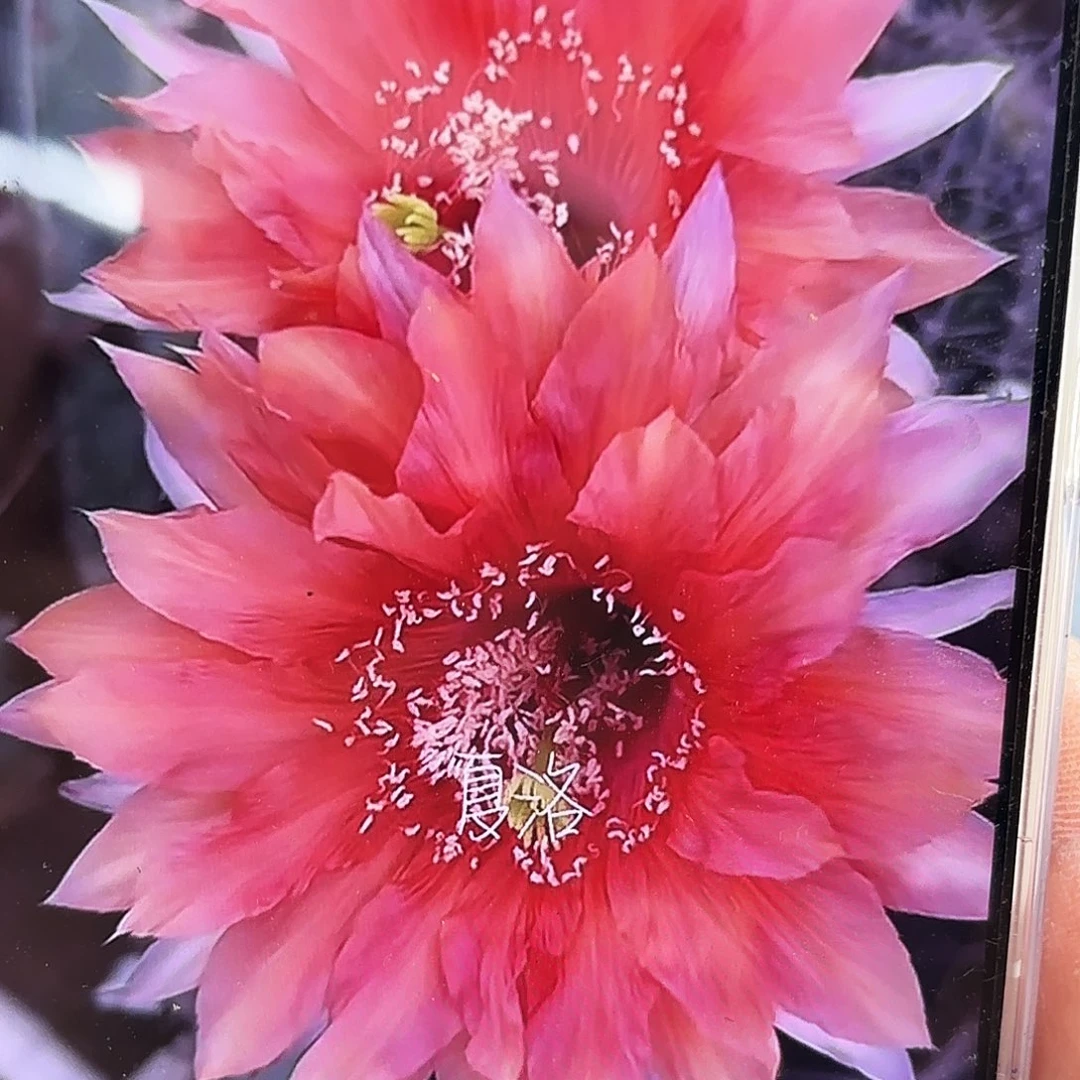 彩夏洛无根侧牙20包邮43