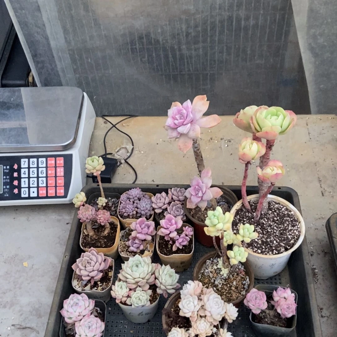 253号花14个核桃专拍圆通