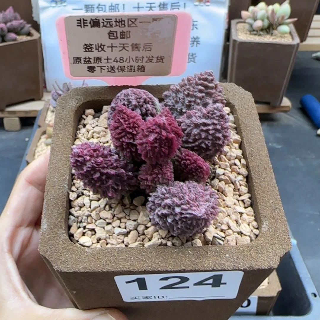 124朱紫玉多肉植物