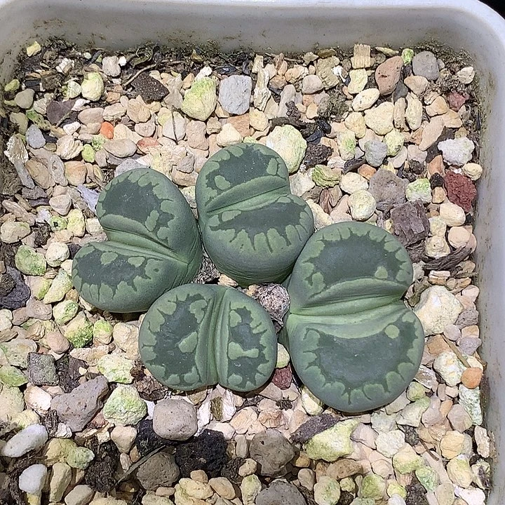 精品多肉植物精品多肉