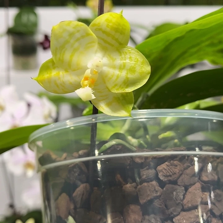 完全开放4.5寸杯弥陀白虎双苗