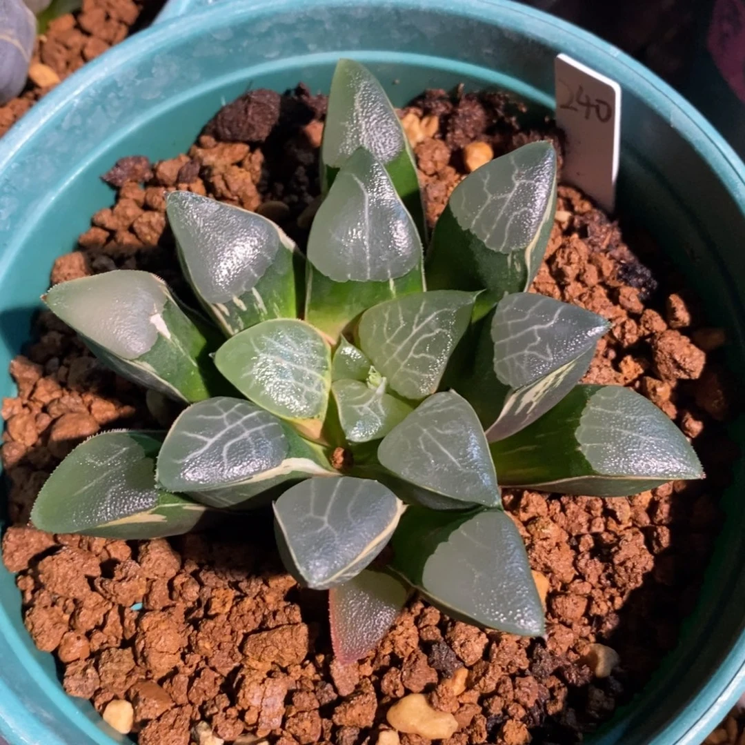 一颗实生大克锦