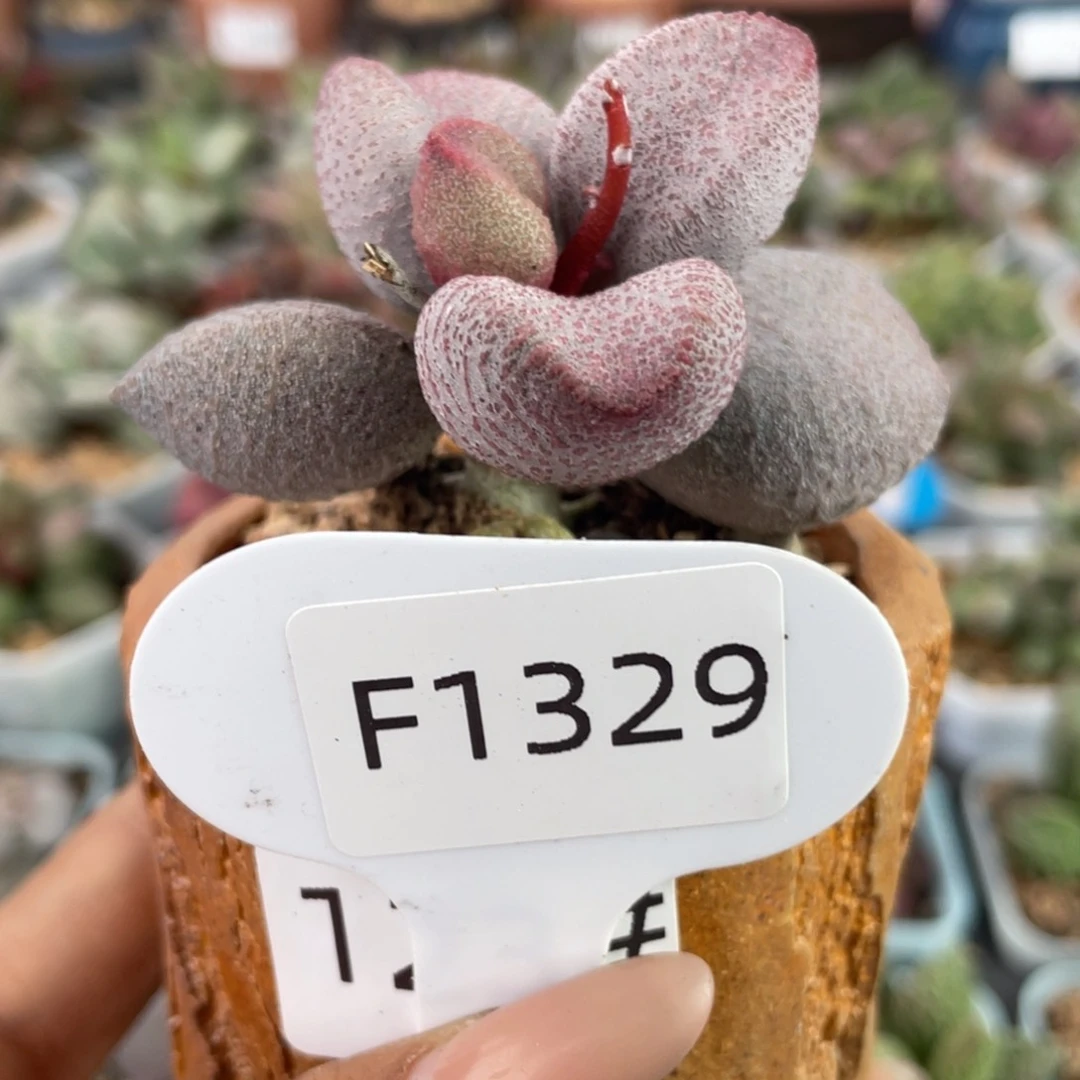 M****✨    福利。 1329。