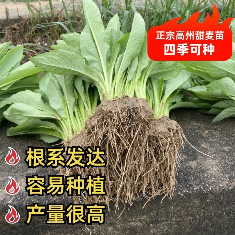 正宗高州甜麦菜种苗软口甜脆高州麦新鲜蔬菜庭院阳台四季可种