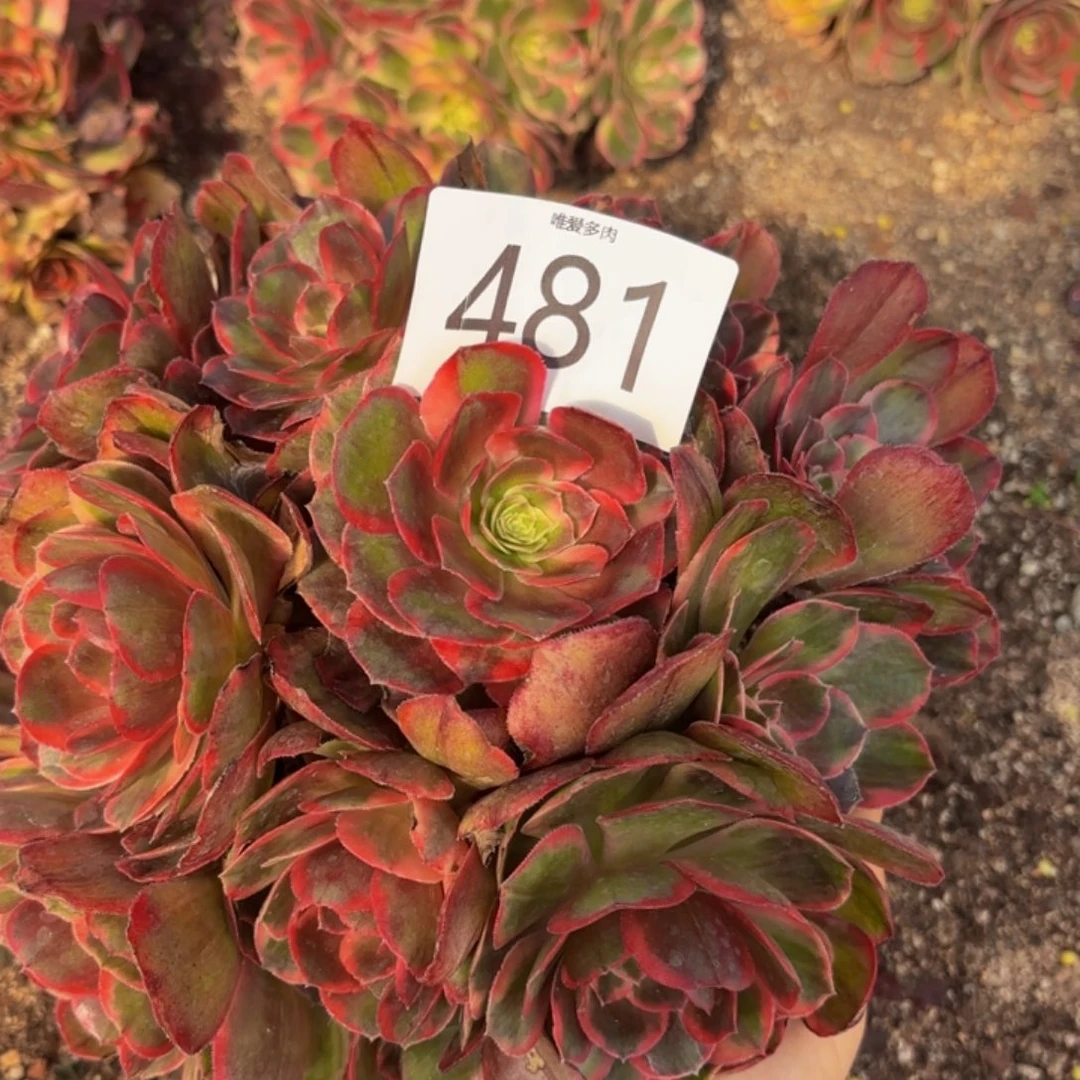 哈哈多肉葡萄福利481