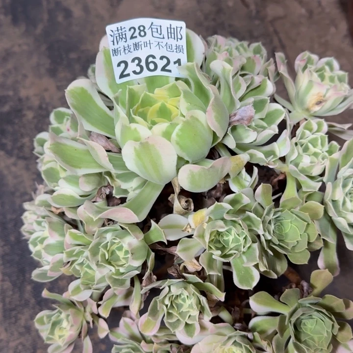 23621南白凤多肉植物