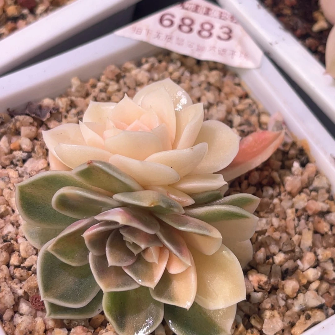 多肉特价汉堡底座6883