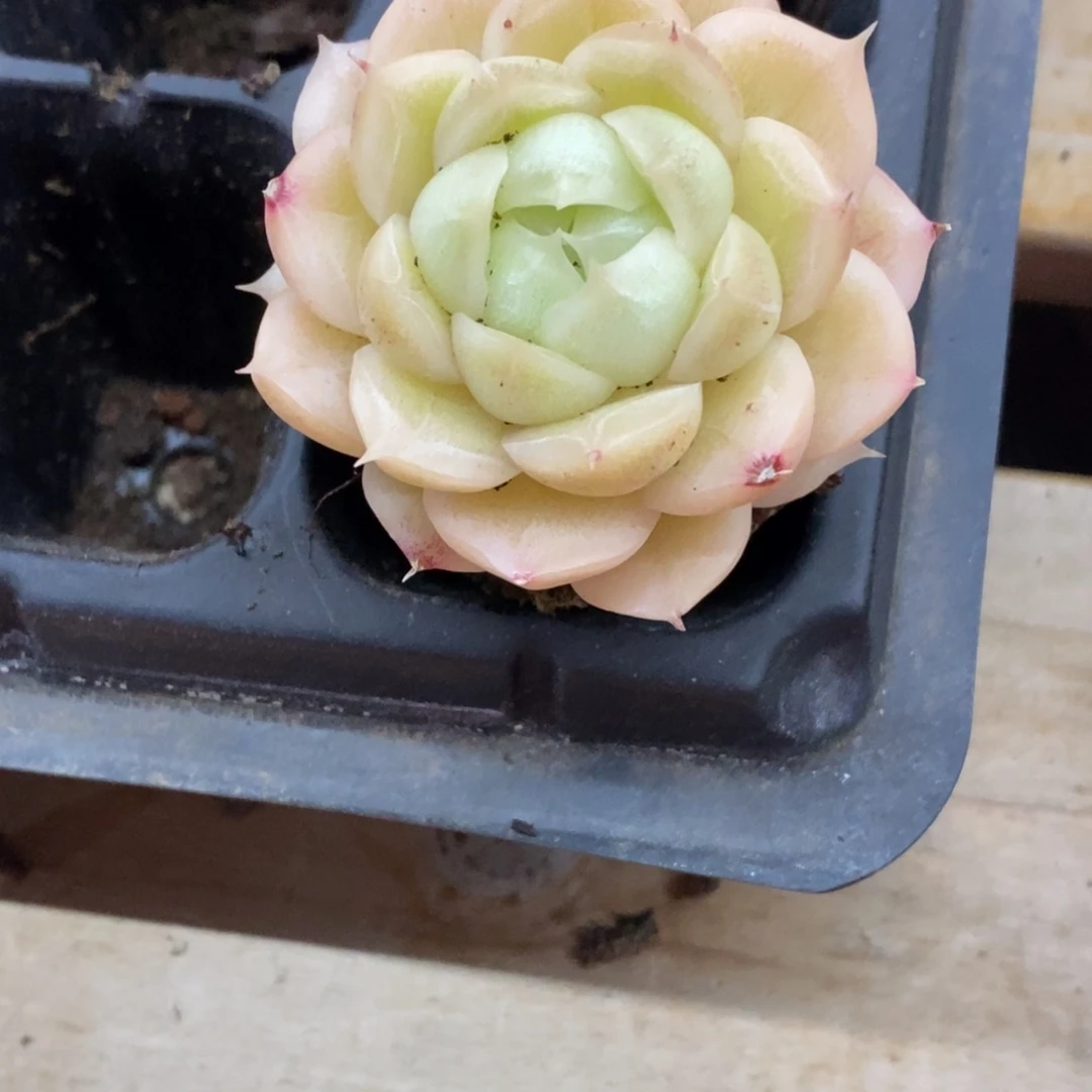 精品多肉一物一拍不包整332