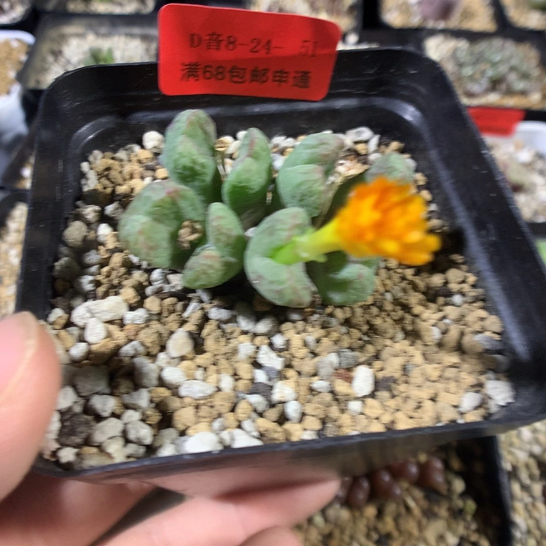 8-24-51 绿圆空一群特20