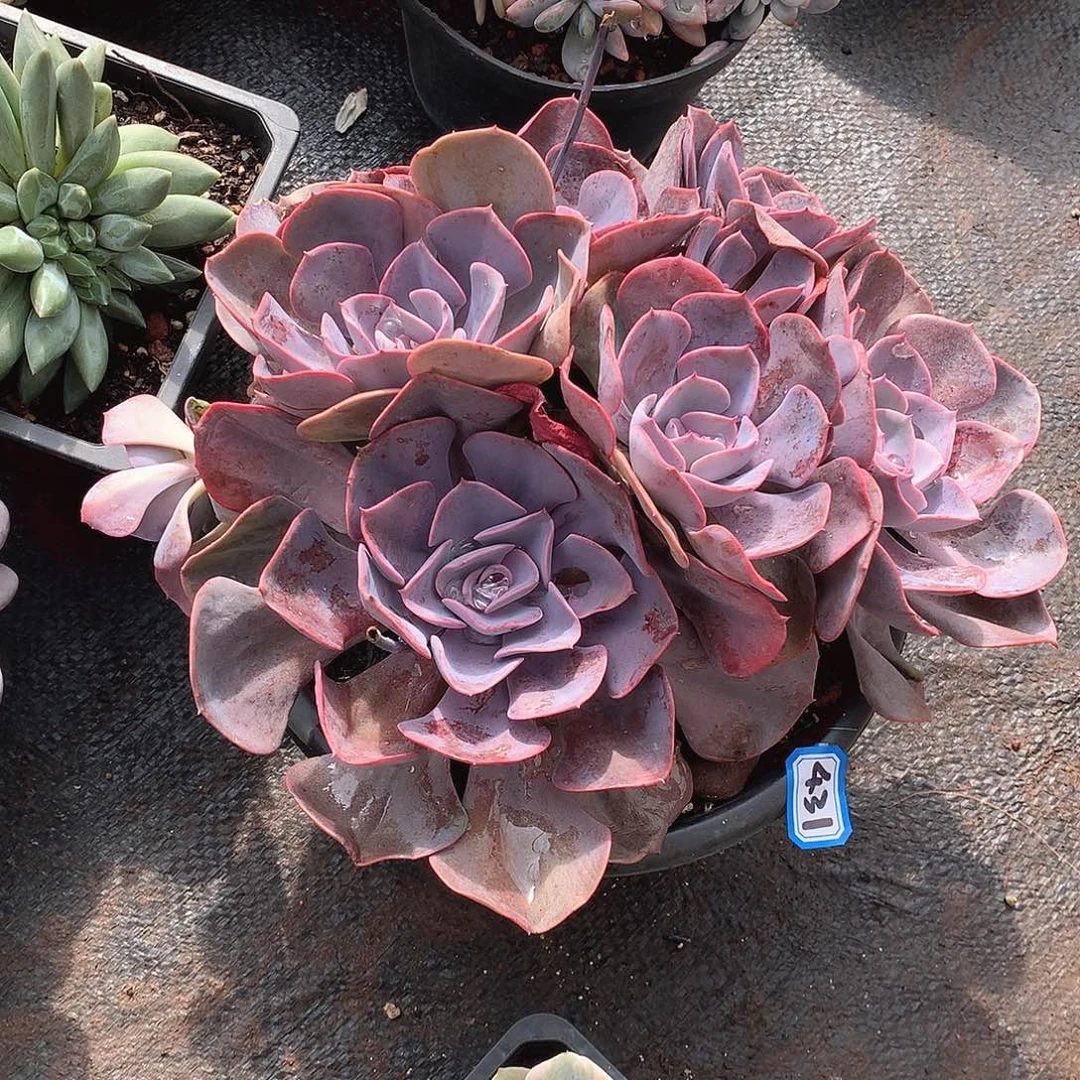 431尘埃玫瑰 一物一拍多肉