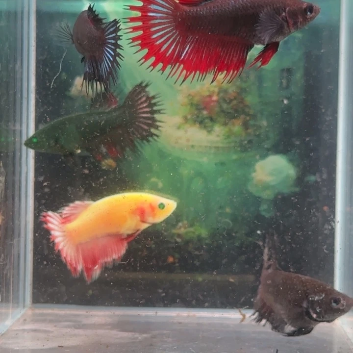 斗鱼我会有这么大勇气继续