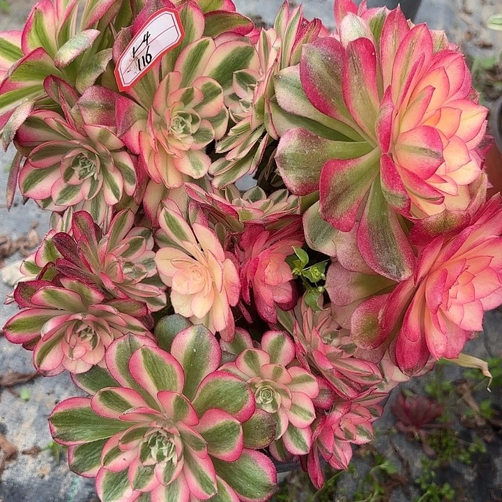 有砍荔枝母本不包损116