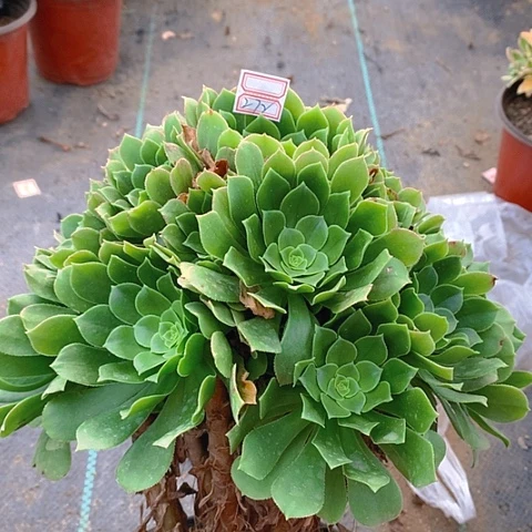 272绿羊绒多肉植物