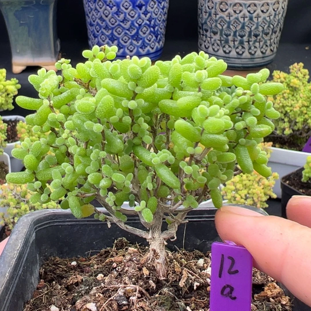 金桔糖球12a号9.5cm盆