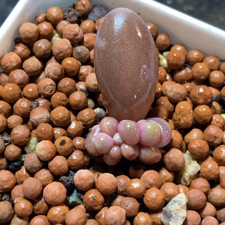 糖果美人有锦基因多肉