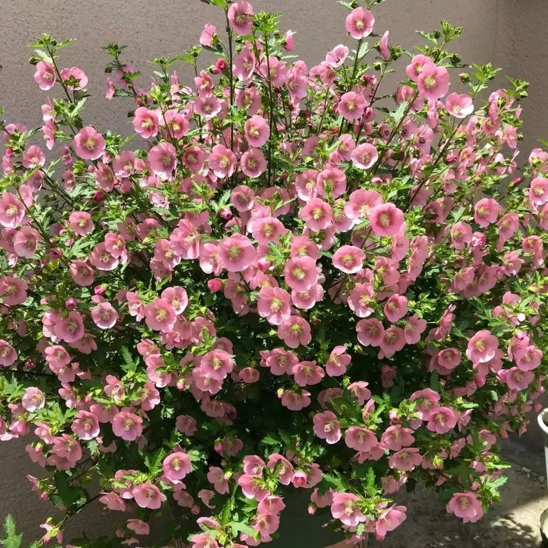 小木槿花苗棒棒糖阳台庭院室内外四季开花好养易爆盆耐热花卉植物