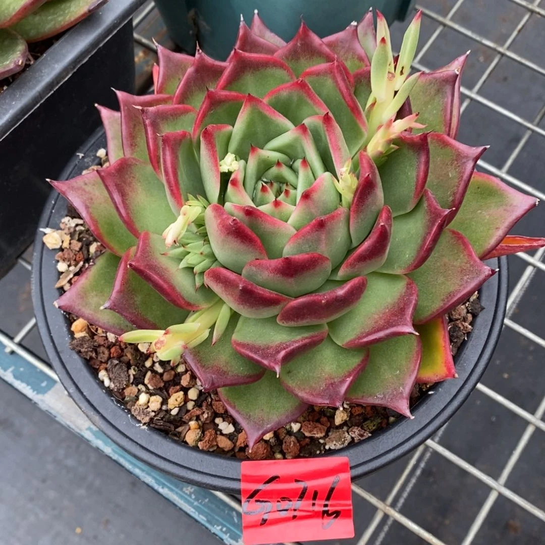 乔*板多肉植物多肉植物0716