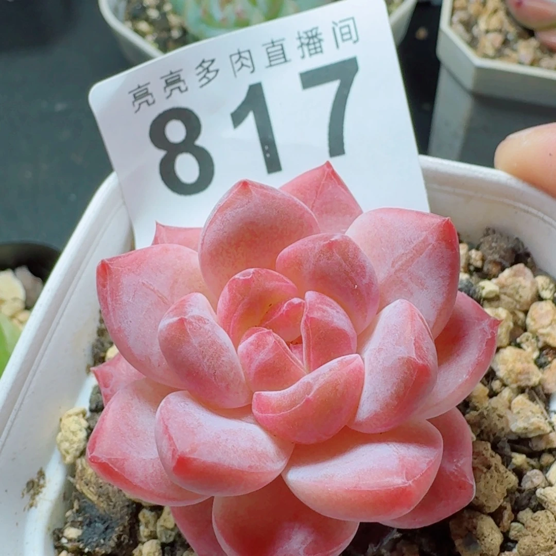 粉魄            精美多肉植物