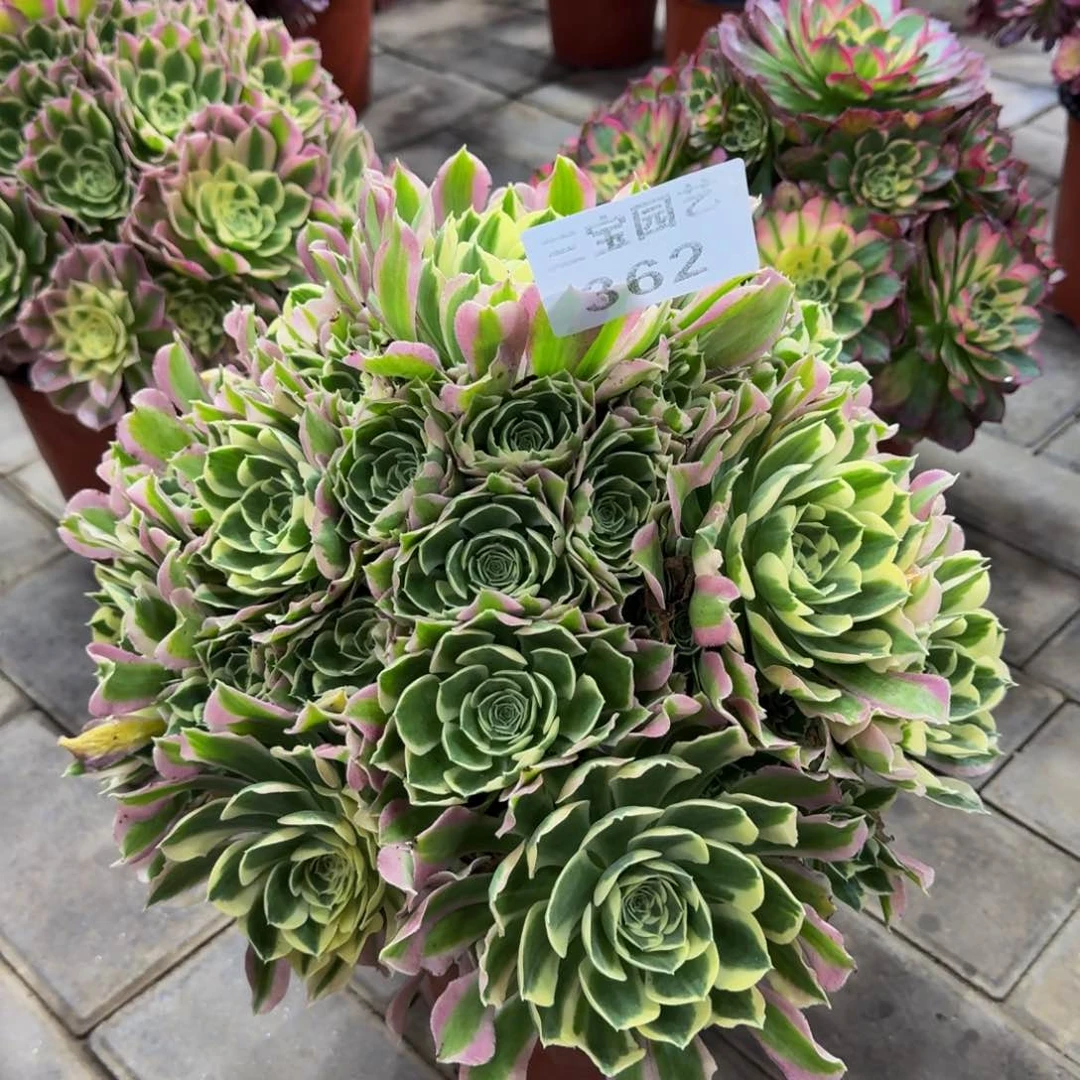 简*?多肉植物362雨花石